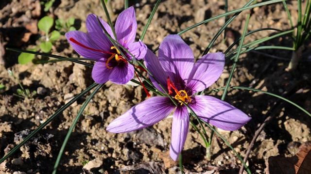 Dünyanın en pahalısı artık Hatay'da