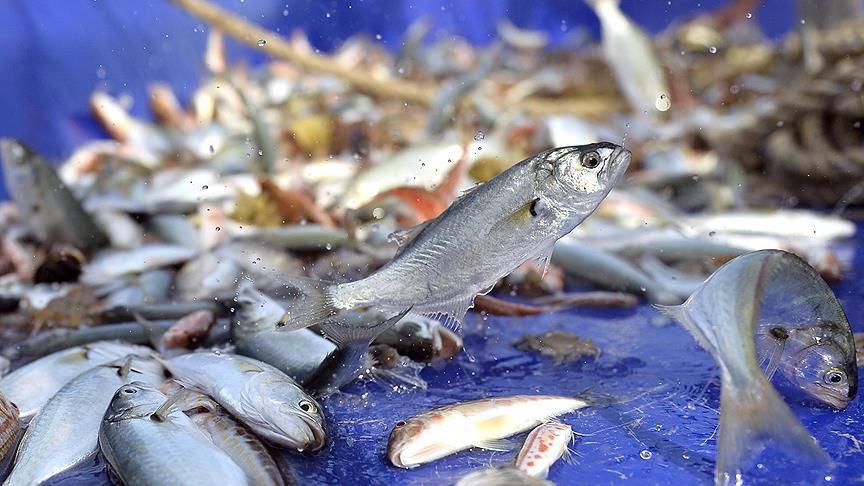 Hamsinin fiyatı düşmüyor