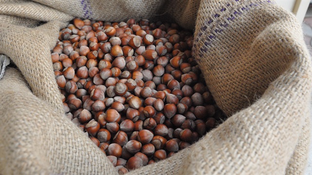 Fındık üreticileri umduğunu bulamıyor