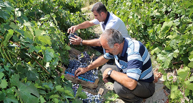 Dolu, üzüm rekoltesini düşürdü