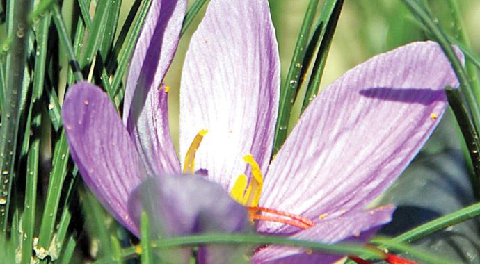 Hatay'da safran üreticisine destek verilecek