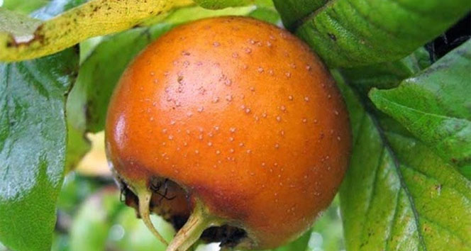 Muşmula çayı binbir derde deva