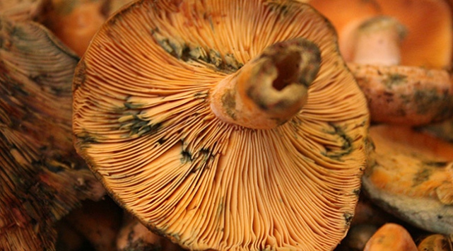 Mantar tüketirken dikkat!