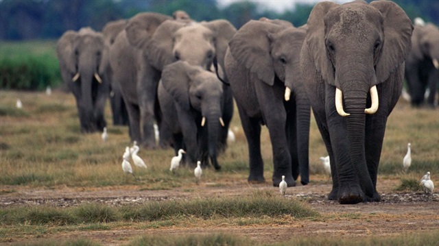 Zimbabve'de 22 fil daha öldürüldü