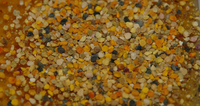 Anzer polenleri satışa sunuldu