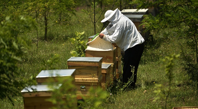 Arıcılığa destek artıyor
