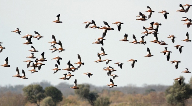 Karacabey Longozu şimdi bir başka güzel