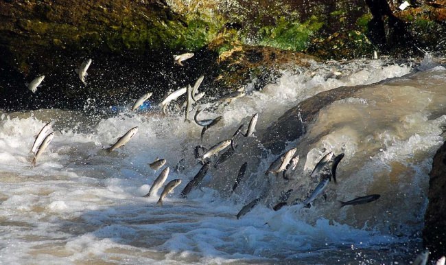 İnci kefalinin yüzme performansı belirlenecek