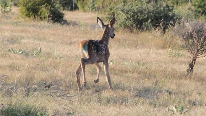 Yaralı geyik hastanenin acil servisine girdi