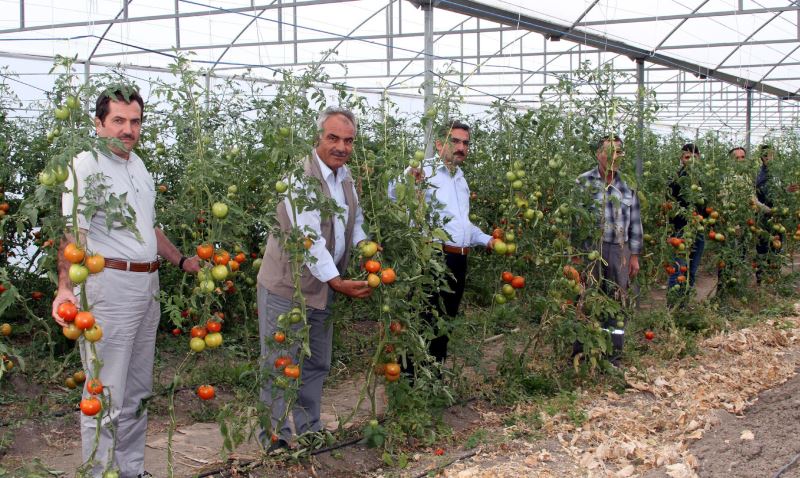 Orman köylüsü seracılığı sevdi