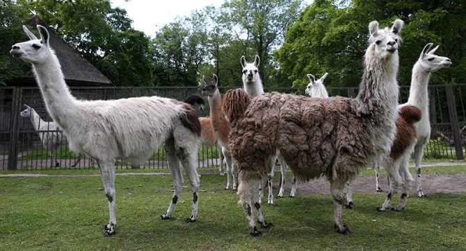 Kanserden korkanlara lama tavsiyesi