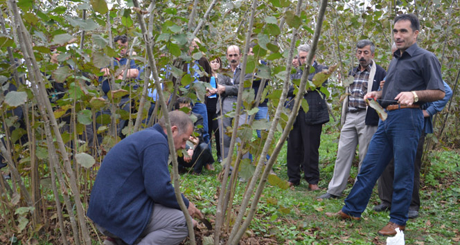 Fındıkta verim artacak