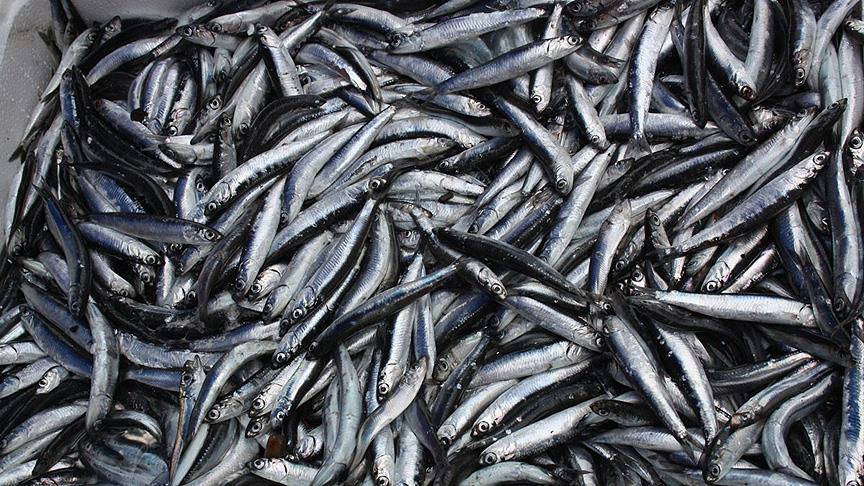 Balık azaldı fiyatlar arttı