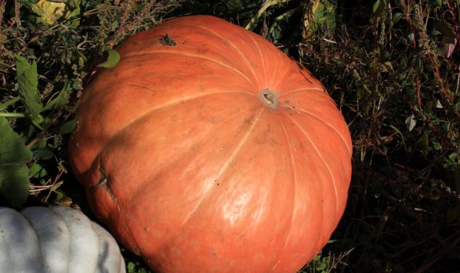 Tarlasında 65 kilogramlık bal kabakları yetiştiriyor