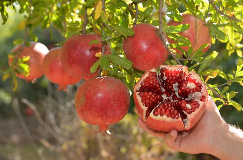 Nar üreticisi pazar sıkıntısı çekiyor