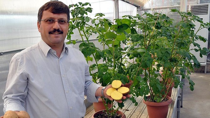 Allah diyen sarısı patatesi tescillenecek