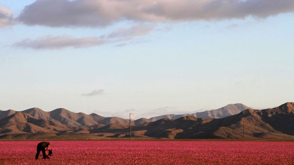 Dünyanın dengesi bozuldu! Çöl çiçek tarlasına döndü