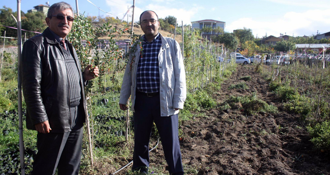 Goji Berry bitkisi kanser tedavisinde etkili oluyor