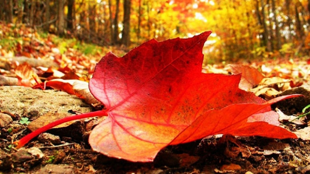 Yurt genelinde hava nasıl olacak?