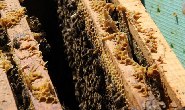 Üniversitede protein değeri yüksek arı keki üretildi