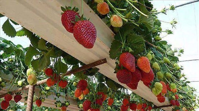 Bursa'da Tiago çileği yetiştirilecek