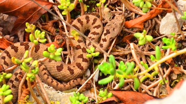 Boynuzlu engerek yılanı görüntülendi