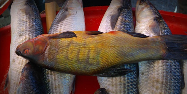 Balığın üzerinde Allah yazısı