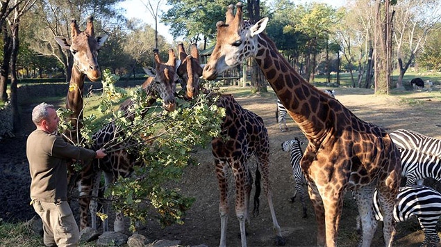 Zürafalar özel yaprak turşusu ile besleniyor