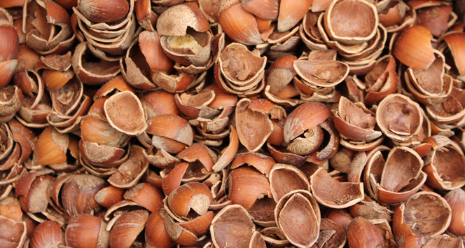 Fındık satılmayınca kabuğunun fiyatı arttı