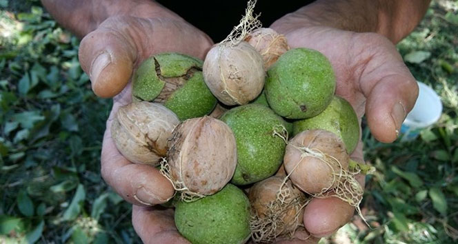 Ceviz bu yıl üreticinin yüzünü güldürdü