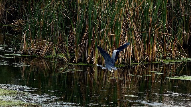 Kızılırmak Deltası Kuş Cenneti UNESCO yolunda