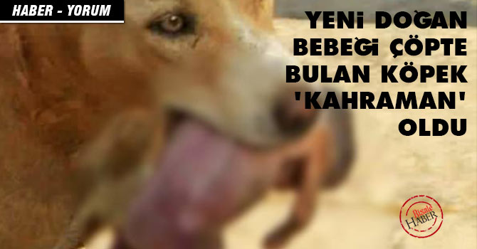 Yeni doğan bebeği çöpte bulan köpek 'kahraman' oldu