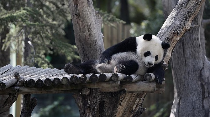 Çinli bilim adamları pandaların dilini çözdü