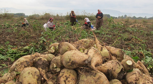 Pancar taban fiyatındaki artış çiftçinin yüzünü güldürdü