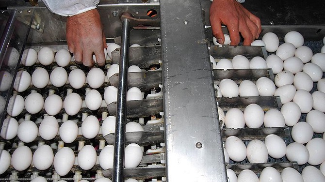 Yumurta üretiminde rekor bekleniyor