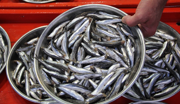 Balıkçılar teknelerini hamsiyle doldurarak döndü