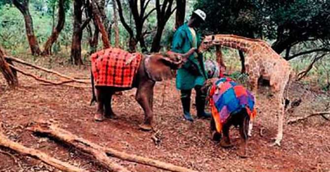 Öksüz zürafayla fil 'kanka' oldu