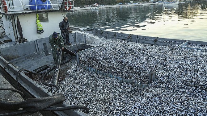 Hamsi çok, palamut yok