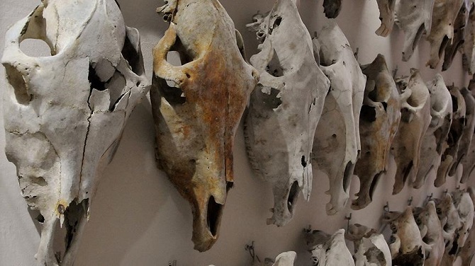 Metro kazısı 'at fosili' koleksiyonu kazandırdı