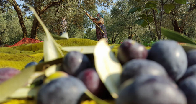 Bursa'da zeytin hasadı başladı