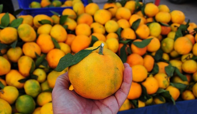 Üretici, yeni cins mandalinayı sevdi