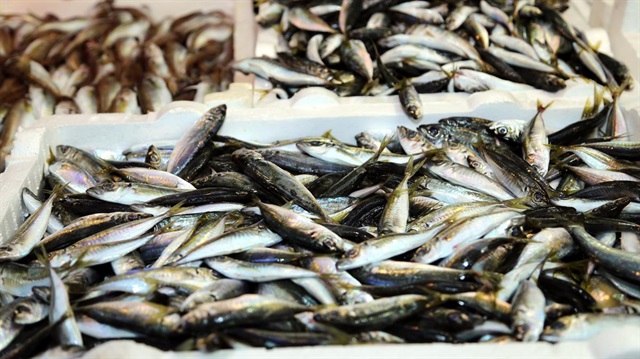 Balıkçılar istavrite hasret