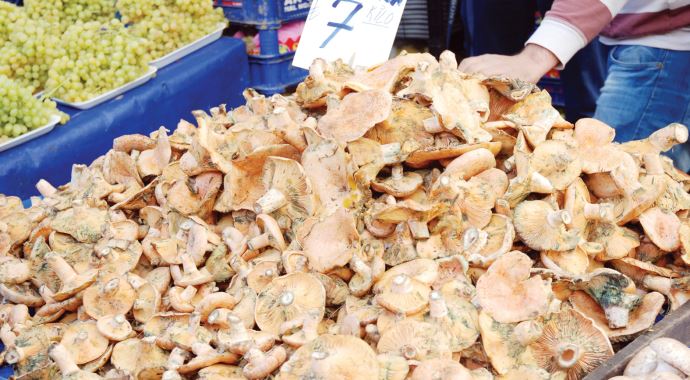 Mantar bilgileri dijital ortamda