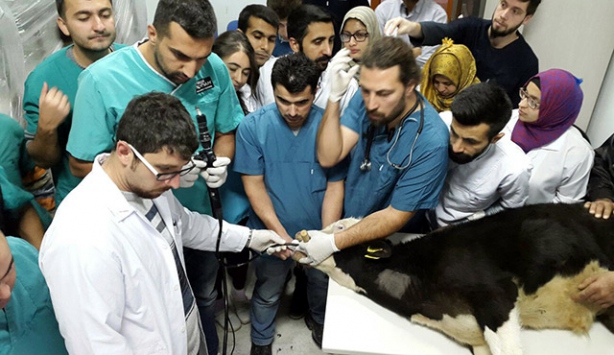 6 Aylık danaya endoskopi yapıldı