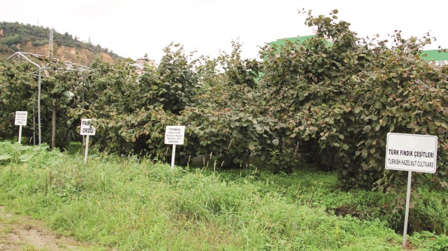 Fındığın dünya gen mirası bizde