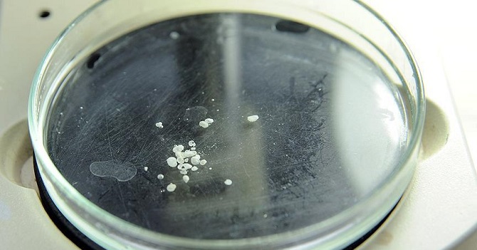 'Soyu tükendi' denilen canlı Anadolu'da bulundu