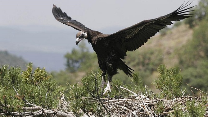 Soğuksu Milli Parkı'nın filmine sosyal medyada rekor ilgi