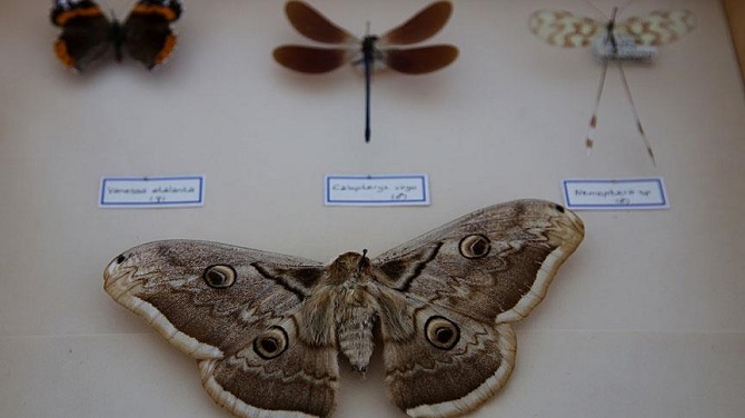 Sınır kapılarında 'biyokaçakçılık' önlemi