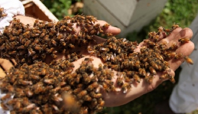 'Organik Bal Arıcılığı' projesi yüzlerini güldürdü