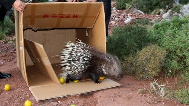 Tedavi edilen oklu kirpi doğaya bırakıldı